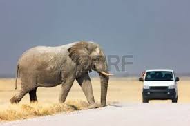 Elefante safari