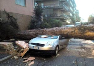 Albero caduto su auto