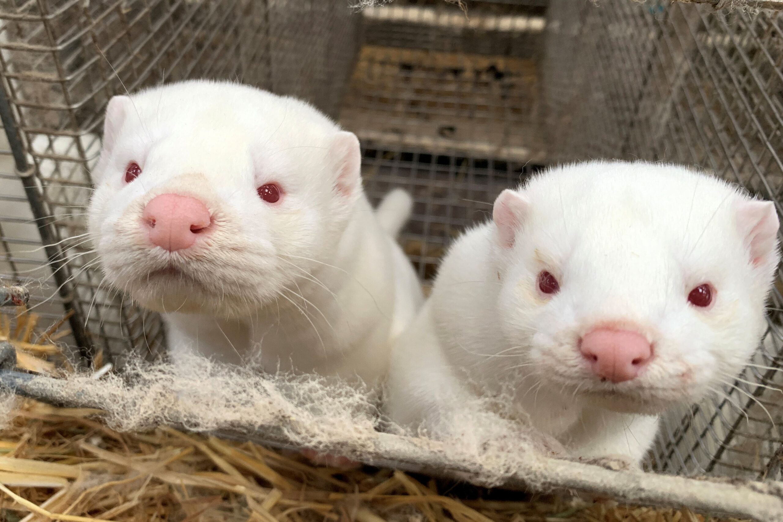 Minks are seen at Hans Henrik Jeppesen’s farm near Soroe